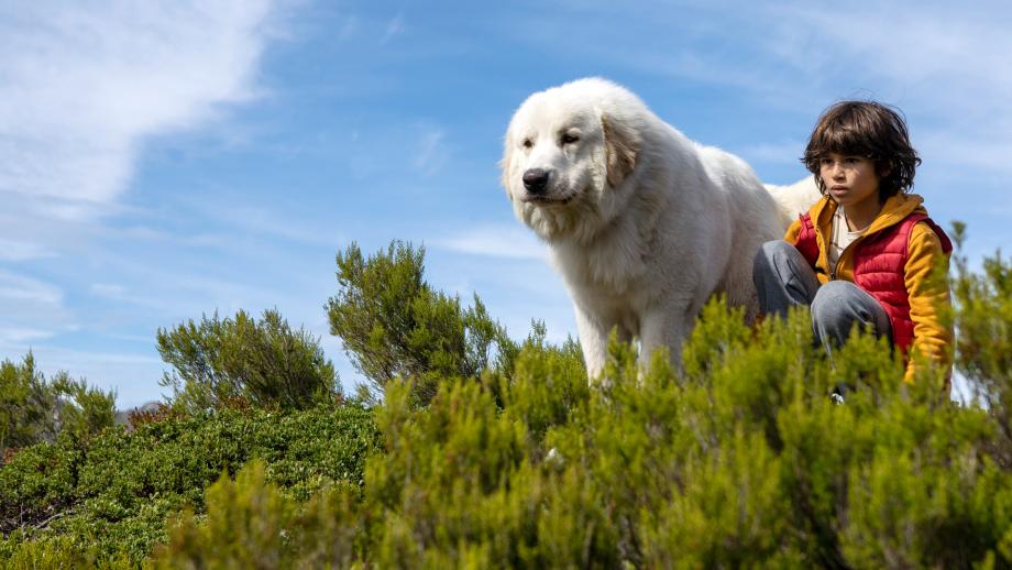 CINE FAMILIAR : BELLE Y SEBASTIAN: LA NUEVA GENERACION